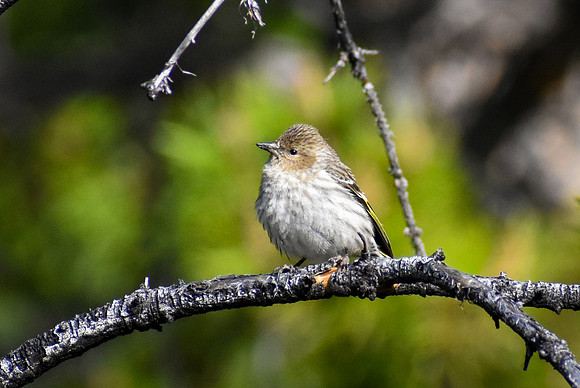 DSC_0245_edited