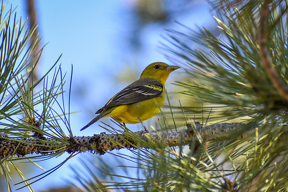 DSC_0736_edited