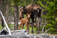 2026-05-31 - RMNP Adventure - Baby Moose & Western Tanagers