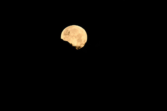 DSC_1904_edited - Blue Moon
