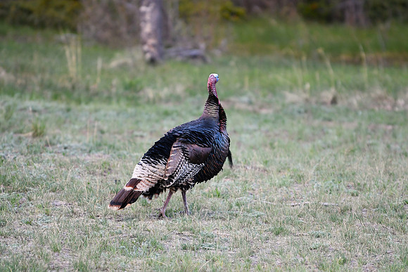 DSC_1979-1
