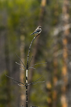 DSC_2044_edited - Mountain Bluebird female