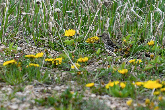 DSC_2046_edited-2 - Pine Siskin