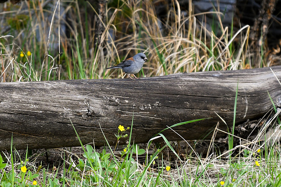 DSC_2036_edited Gray-headed (Dark-eyed) Junco