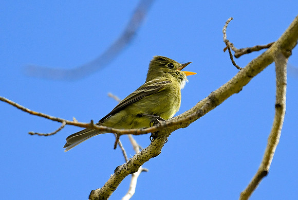 DSC_2271_edited - Western Flycatcher