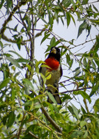 DSC_0041_edited-2 - Rose-breasted Grosbeak