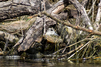 DSC_0068_edited - Young of the year Wood Duck - Peek-a-boo!