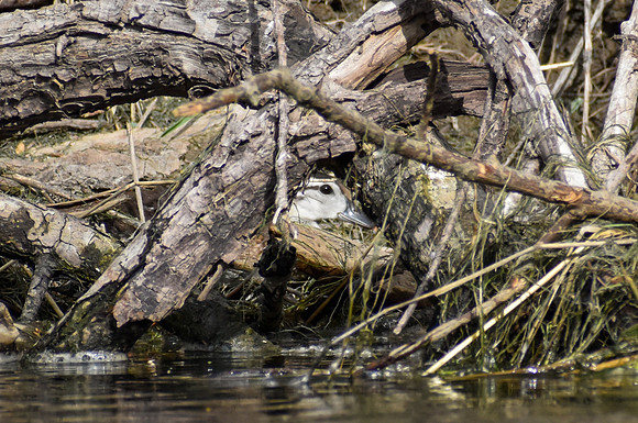 DSC_0068_edited - Young of the year Wood Duck - Peek-a-boo!