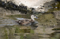 DSC_0058_edited - Young of the year Wood Duck