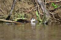 DSC_0079_edited - Young of the year Wood Duck