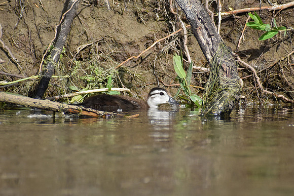 DSC_0079_edited - Young of the year Wood Duck