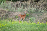 DSC_0048_edited - White-tailed doe