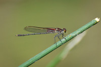 DSC_0082_edited