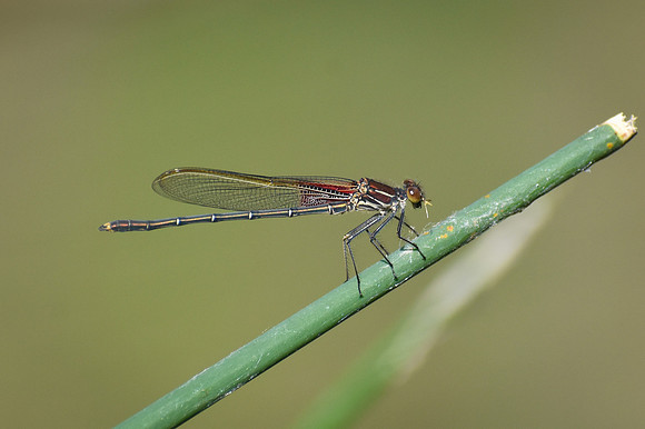 DSC_0082_edited