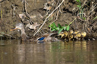 DSC_0097_edited-2