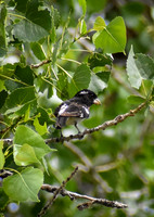 DSC_0021_edited - Rose-breasted Grosbeak