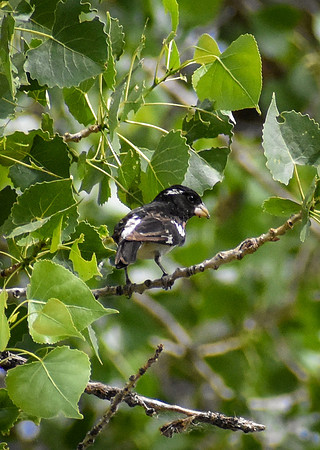 DSC_0021_edited - Rose-breasted Grosbeak