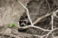 DSC_0086_edited - Raccoon