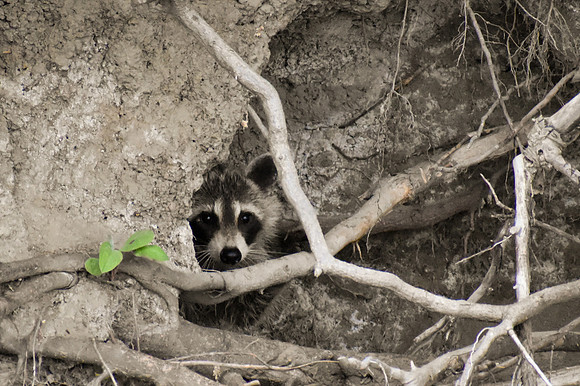 DSC_0086_edited - Raccoon
