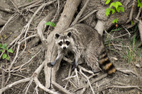 DSC_0082_edited - Raccoon