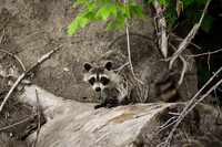 DSC_0071_edited - Raccoon