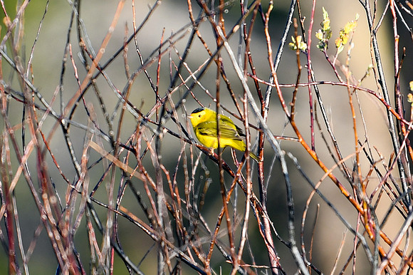 DSC_6355_edited - Wilson's Warbler (Male)