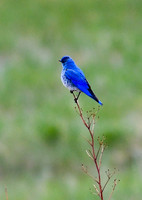 DSC_2838_edited-2 - Mountain Bluebird