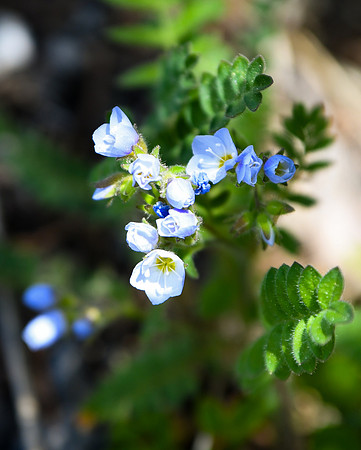 DSC_3047_edited - Jacob's Ladder