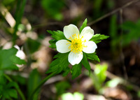 DSC_3032_edited - American Globeflower