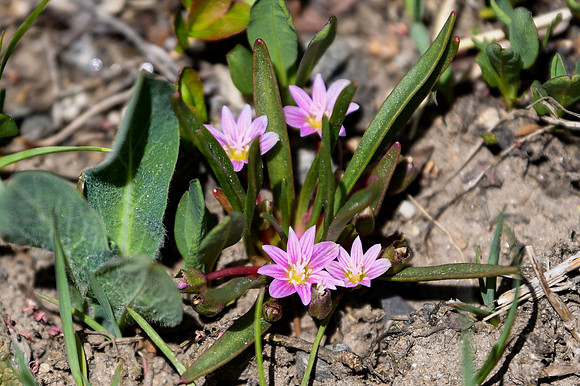 DSC_3050 - Alpine lewisia (Lewisia pygmaea) - Pigmy Bitterroot_edited