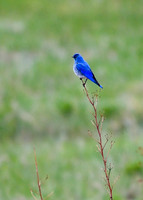 DSC_2838_edited-1 - Mountain Bluebird