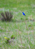 DSC_2838_edited - Mountain Bluebird