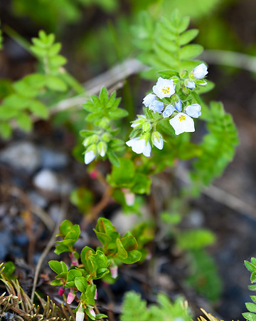 DSC_3043_edited - Jacob's Ladder & Vaccinium (aka, huckleberry/bilberry/whortleberry)