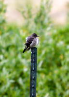 DSC_2851_edited-1 - Olive-sided Flycatcher