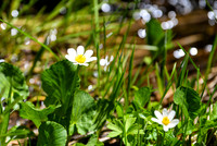 DSC_3026 - White Mountain Avens_edited