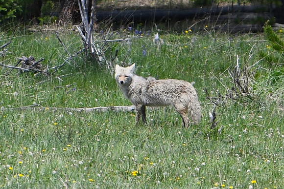 DSC_3071-1