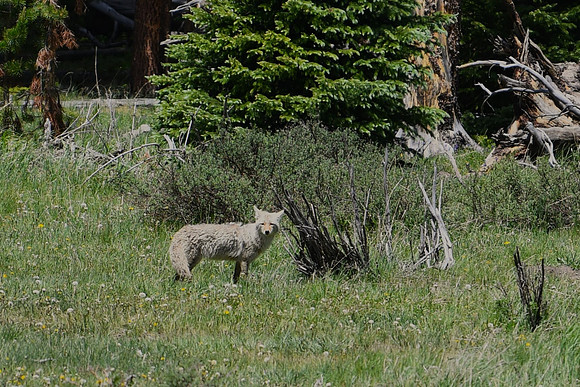 DSC_3065-1
