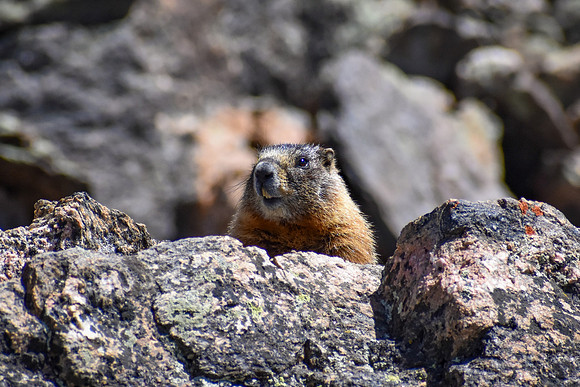 DSC_0743_edited