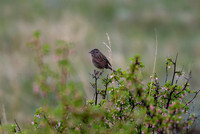 7 - DSC_9230_edited - Song Sparrow