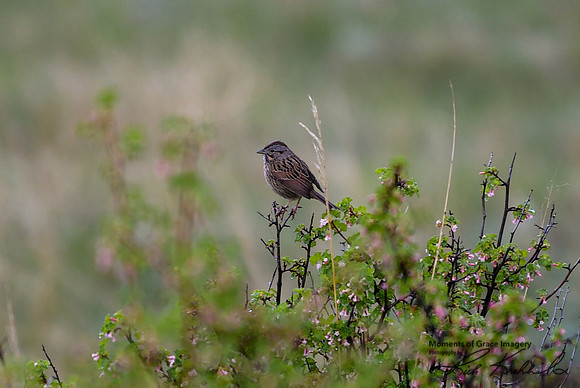 7 - DSC_9230_edited - Song Sparrow