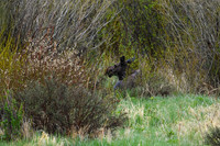 11 - DSC_9284_edited - Mama moose at rest in the willows.