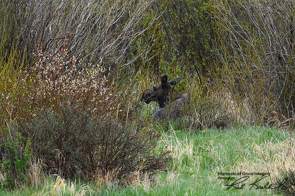 11 - DSC_9284_edited - Mama moose at rest in the willows.