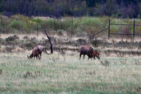3 - DSC_9189_edited - One of the first Elk calves of the season