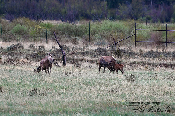 3 - DSC_9189_edited - One of the first Elk calves of the season