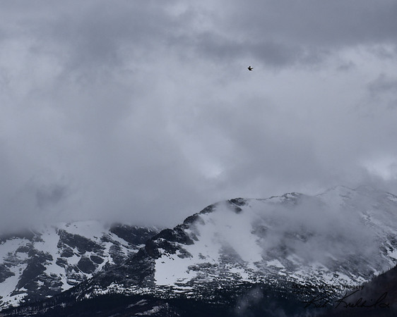 8 - DSC_0446_edited - Hummingbird hovers over his kingdom!