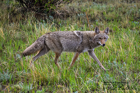 5 - DSC_0653_edited-1_edited