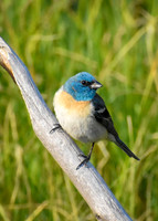 2026-06-28 - RMNP - Lazuli Bunting and Lots of babies