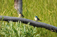 DSC_0110_edited - MXK