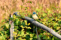 DSC_0879_edited-RK