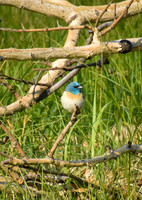 DSC_0102_edited